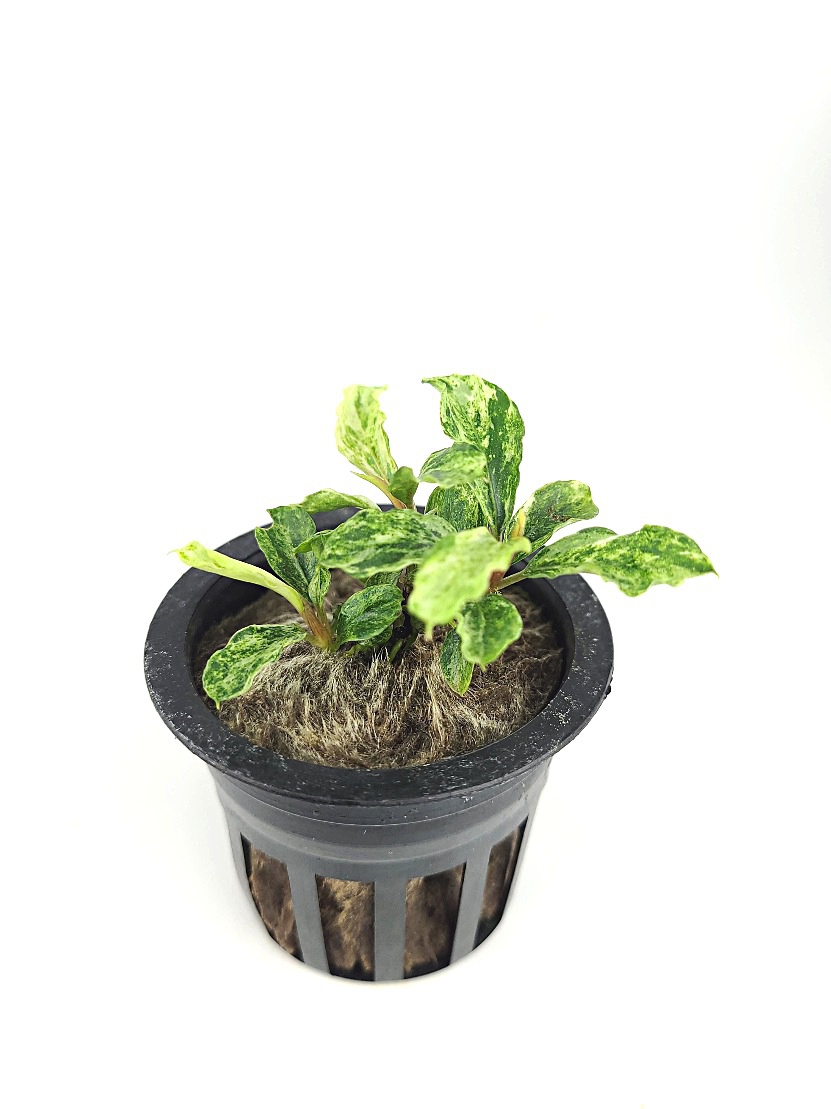Bucephalandra Marble for Sale | Aquarium Plants in Canada