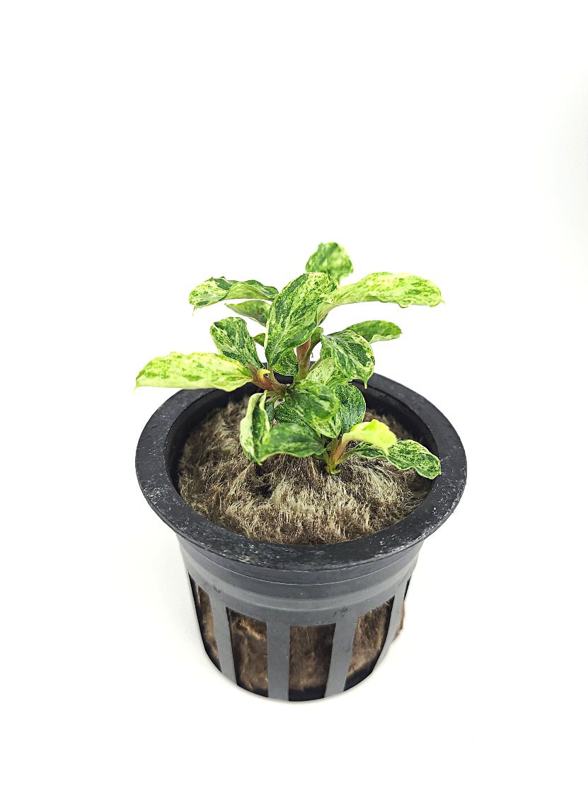 rez1080_-Myy5ZH9PGRIuBhe-