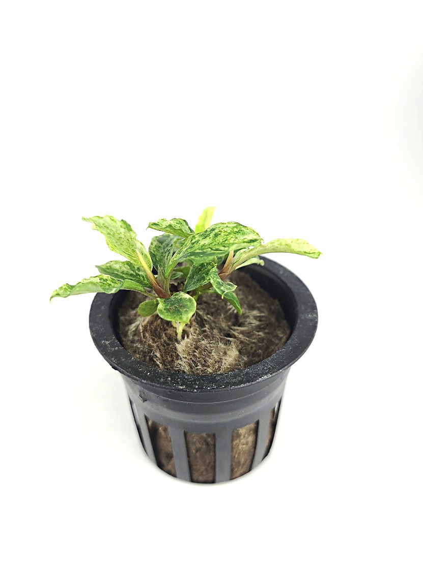 Bucephalandra Marble for Sale | Aquarium Plants in Canada